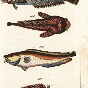 Ling, burbot, oyster toadfish and tusk
