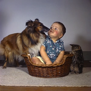 Little boy with Collie dog and tabby kitten