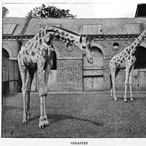 London Zoo Giraffes