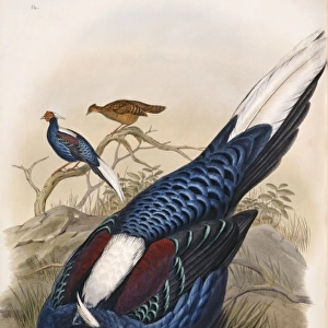 Lophura swinhoii, Swinhoes pheasant