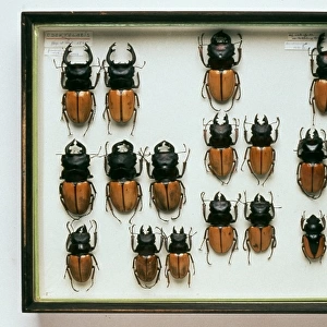 Lucans cervus, stag beetles