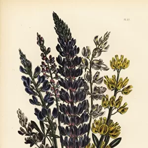 Lupine or Lupinus species
