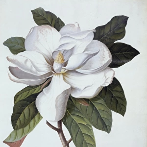 Magnolia grandifolra, southern magnolia