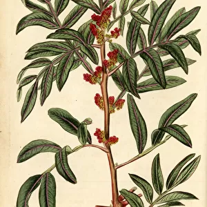 Mastic or lentisk, Pistacia lentiscus