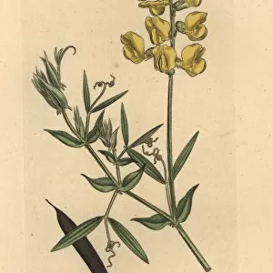 Meadow vetchling, Lathyrus pratensis