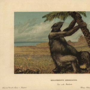 Megatherium americanum, extinct genus of giant
