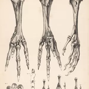 Metatarsus and toes of the dodo and various pigeons