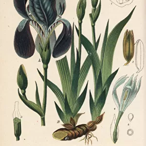 Miniature tall bearded iris, Iris aphylla