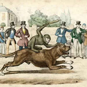 MONKEY RIDES A DOG / 1845