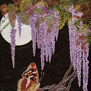 A moonlight butterfly on Wisteria