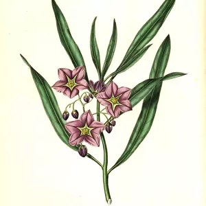 Narrow-leaved solanum, Solanum angustifolium