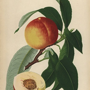 Oldenberg nectarine, Prunus persica cultivar