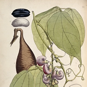 Physostigma venenosum, calabar bean