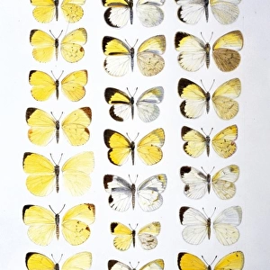 Pieridae sp. sulphur butterflies