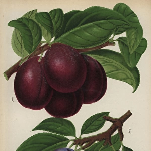 Plum cultivars: Belle de Louvain and Boulouf