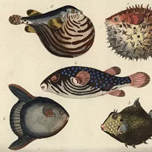 Puffer, globe and sunfish