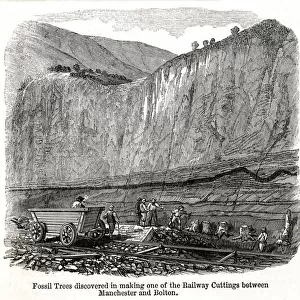 Railway cutting works, discovery of fossilised trees