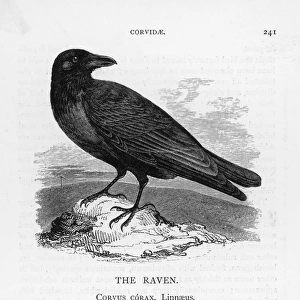 Raven on a Rock