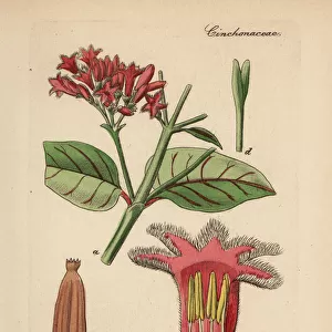 Red cinchona and quina, Cinchona pubescens