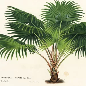 Round-leaf fountain palm, Saribus rotundifolius