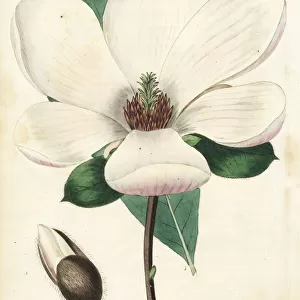 Saucer magnolia, Magnolia soulangeana