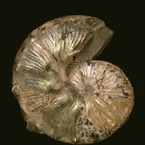 Scaphites nodosus, ammonite