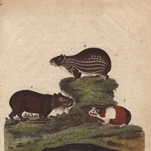 Sea otter, capybara (capibara) cavy, guinea