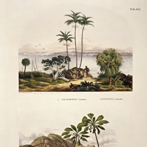 Seaforth elegans & Lodoicea sechallarum, palm trees