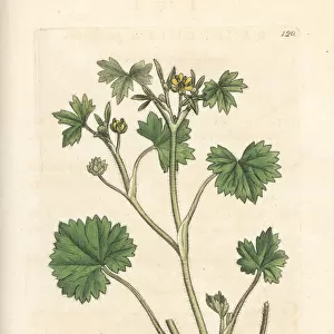 Smallflower buttercup, Ranunculus parviflorus