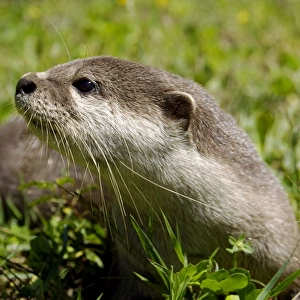 Smooth otter - tame animal living in Labuk Bay
