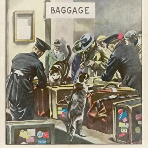 Sniffer Cats at Customs