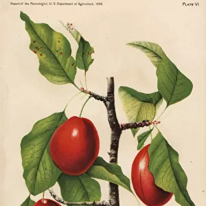 Sophie plum, Prunus domestica