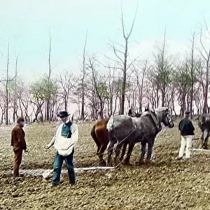Sowing seed and harrowing, Victorian period