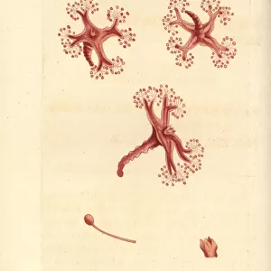 Stalked jellyfish, Lucernaria quadricornis