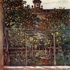 Study of Orange and Lemon Trees in an Ancient Convent Garden