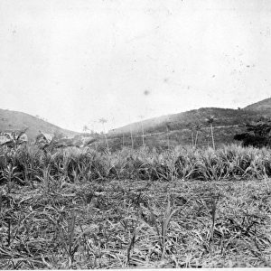 Sugar Plantation, St. Thomas 1873