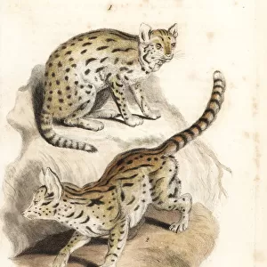 Sunda clouded leopard (vulnerable) and serval