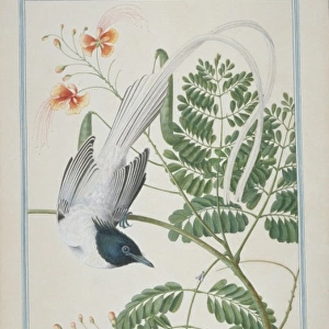 Terpsiphone paradisi, Asian paradise-flycatcher