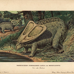 Torosaurus latus and Monoclonius, extinct ceratopsid