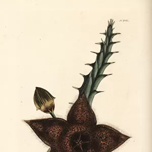 Tridentea gemmiflora