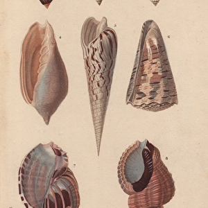 Tropical shells including Colombella, Buccinum