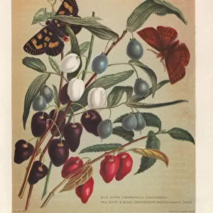 Turqoise berry and Aristotelia peduncularis