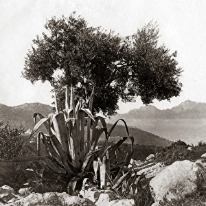 View of Capri from Sorrento, Italy, circa 1880s