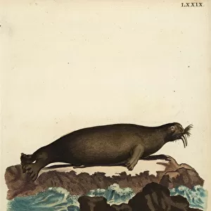 Walrus, Odobenus rosmarus. Vulnerable