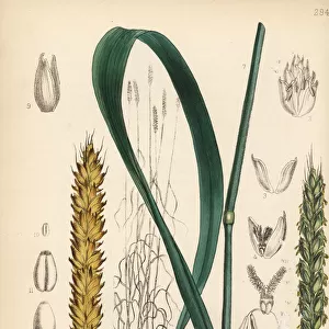 Wheat, Triticum sativum