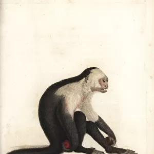 White-headed capuchin, Cebus capucinus