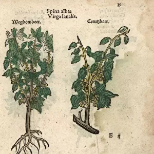 Whitethorn or hawthorn tree, Spina alba?