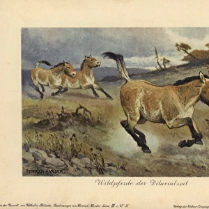 Wild horses of the Diluvial era, extinct genus