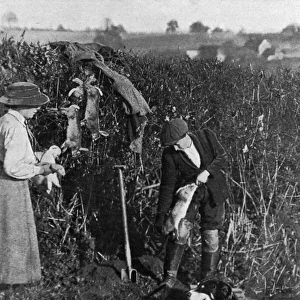 Women helping to catch rabbits on a farm, WWI
