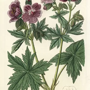 Woolly-flowered geranium, Geranium erianthum